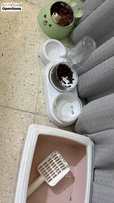 قط منزلي نظيف ملقح مع ادواته 3