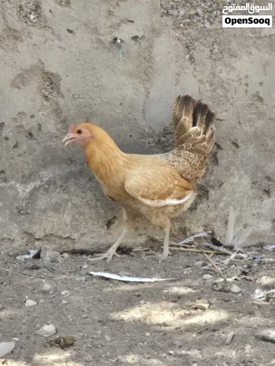 دجاج عماني للبيع 3