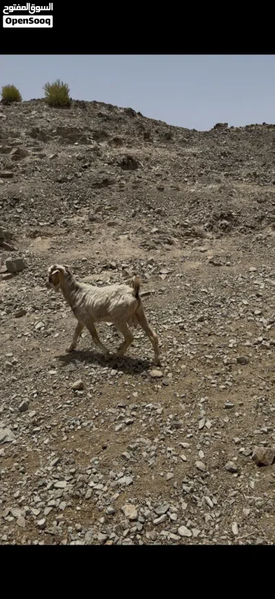 تيس فحل للبيع 2