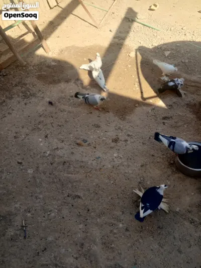 طيور للبيع 4