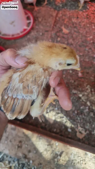 دجاج فرنسي الاحمر البياض بيور والابيض الفرنسي 2