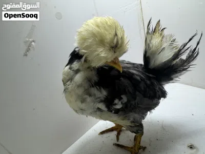Chickens 3 months old 3