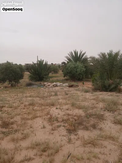 السلام عليكم ورحمة الله بارك عندي مزرعة اللبيع 3