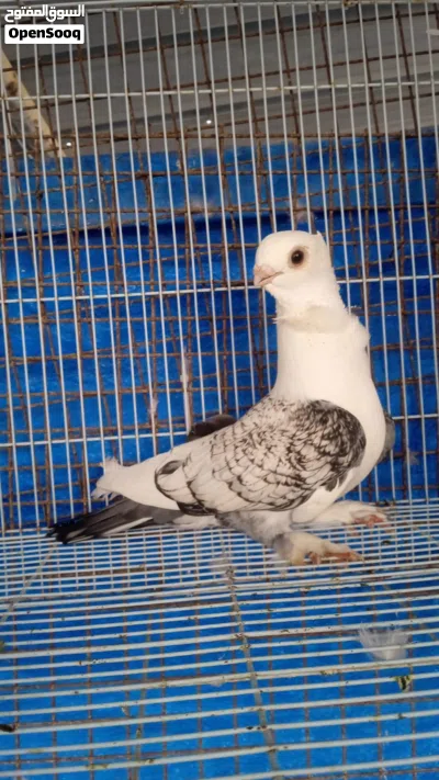 طير كشكي انثا توا جاهزه وذكرين حب الرمان وزوج بحيني 2