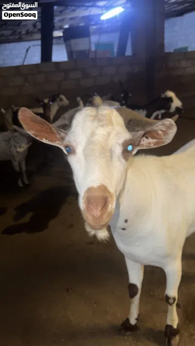 تيس صلالي محلي عمر سنه 3