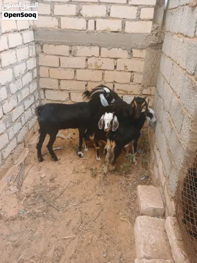عنزين عربيات تنيات الزوز الله يبارك تحتهم جدي وعناق ناشطات كبار 3