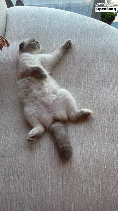 قطه أنثى سكوتش فولد للزواج Female Scottish Fold cat for mating 2