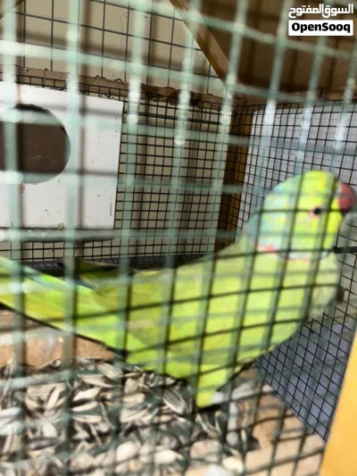 منوه للبيع ذكر اليف مع أنثى غير أليفه 3