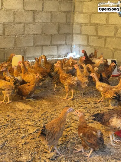 دواجن فرنسيه الاحمر 3