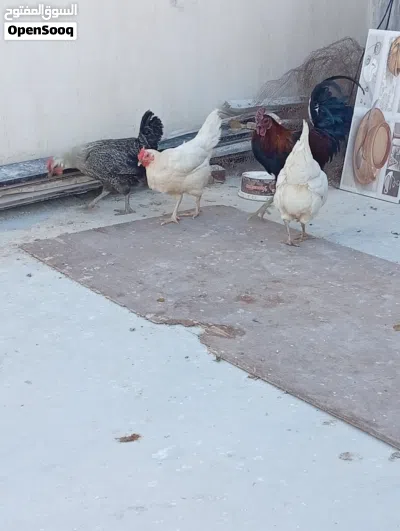 3 دجاجات وديك 2