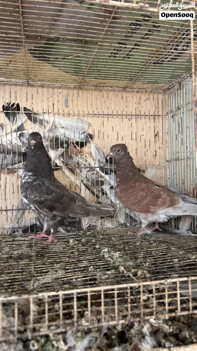 للبيع حمام بو شهر وحمام كويتي لوت 2