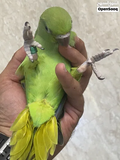 فرخ ببغاء الذرة عمره تقريباً شهرين صحة الله يبارك 4