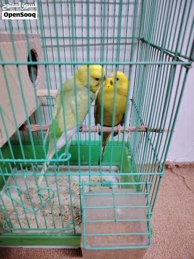 طيور بادجي مع القفص 2