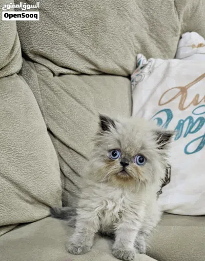 Himalaya cat هملايا هاف بيكي 3