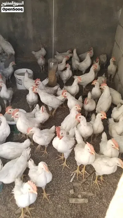 فراخ ديوك في بيتهم كم فرخا 3