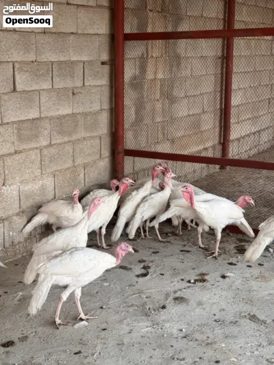 دجاج رومي للبيع 2