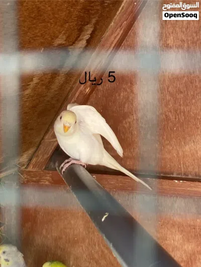 طيور للبيع نوع روز 3