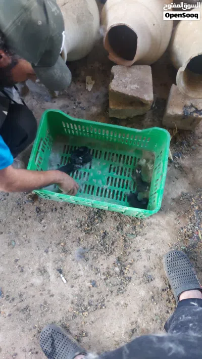 كوم أرانب للبيع 2
