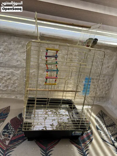 ببغاء الكنيور اخضر الخد(green cheek conure) 4