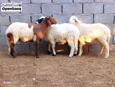 على بركه الله زوز حوليات اوحولي تبارك الرحمن 2