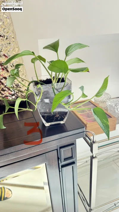 Indoor and Outdoor Plants and Pots 4