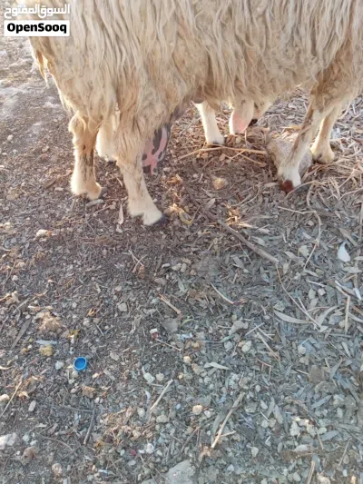 نعجه بندوق قبرصي مع عبور و 3 جديان 3