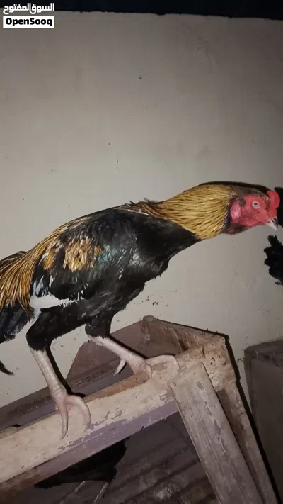 طير باكستاني ميوالي للبيع فقط 2