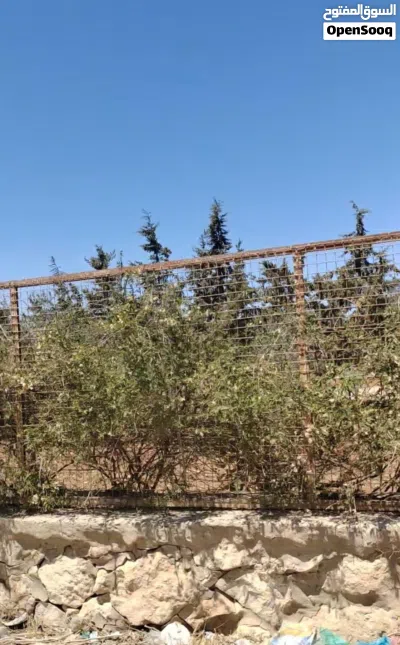 مزرعة 10دنمات مع بيت بعيدة فقط 1كلم عن الجامعة الالمانية- شارع مأدبا الغربي -الرقم المرجعي 21089 3