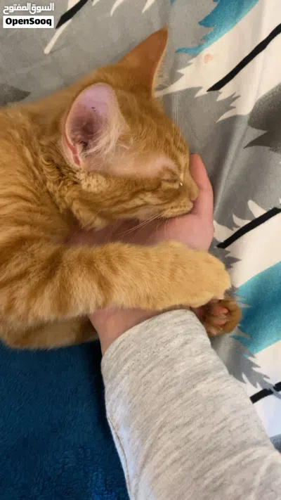 trained and vaccinated cat 4