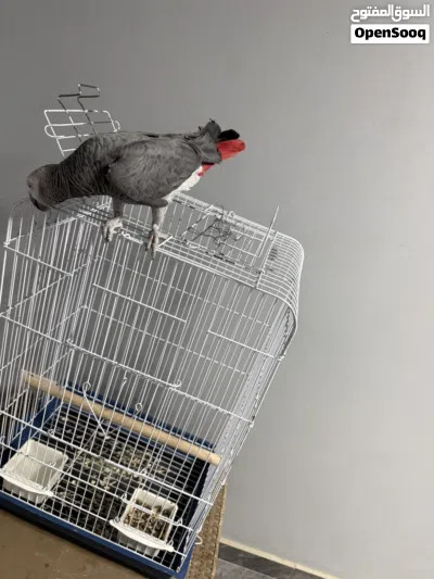 ببغاء زنجباري ماشالله 3