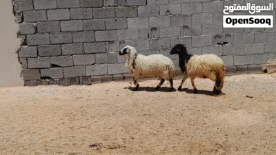 2فطايم وطنيات ربي يبارك عمرهم ف6شهور سليمات من العيوب متع تربيه او موس لبيدبح... 2