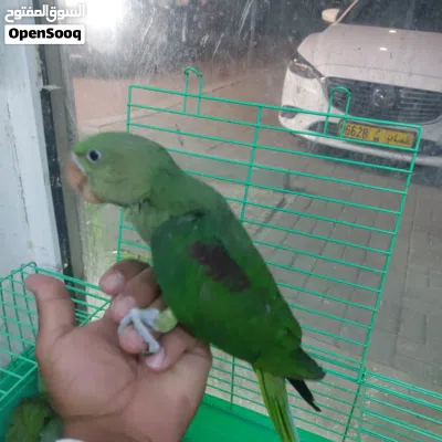 فروخ دره نيبالي للبيع 3