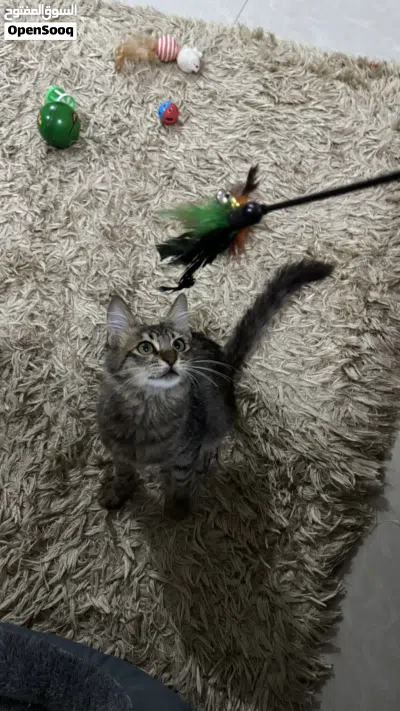 Cat for adoption 3