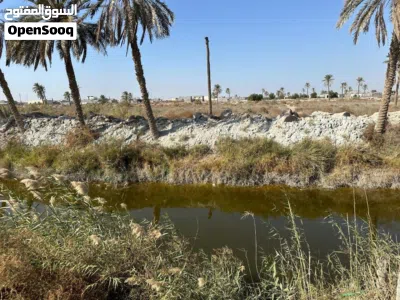 بستان دونم ونصف في ابو الخصيب (اللگطة) 4