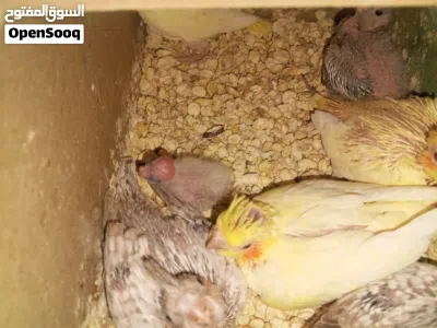للغر اليدوي فراخ روز لاتينو عين حمره ولون تركواز فراخ كوكتيل لاتينو عين حمره وايت فيس 3