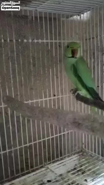 ذكر دره منتج مضمون 3
