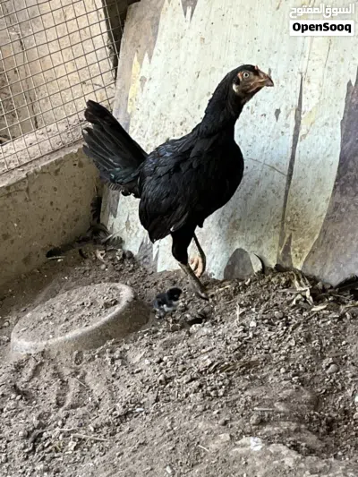 Pakistani Female hen with chick for sale 3