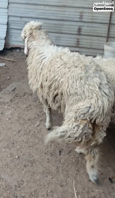 سلام عليكم متوفر نعجه ورجينه خشنه كلش تنفع كصابة وتنفع جني ترباة بيت 4