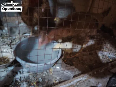 دجاجتين عرب بحالة جيدة وراها 4 أفراخ مال بيت مو شارع جانن ب ابو الخصيب سعرهن 50 المشراق القديم واتسا 2