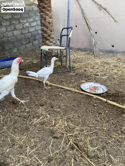 دجاج باكستاني 4