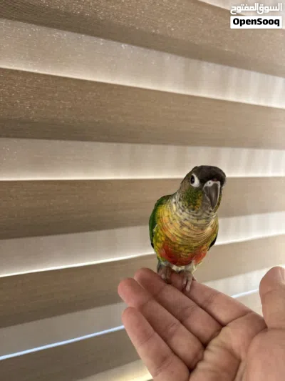 ببغاء الكنيور اخضر الخد(green cheek conure) 3