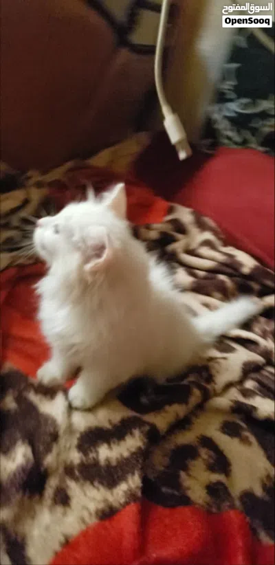 قطط للبيع شيرازي 2