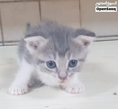 Scottish Straight Kittens 2