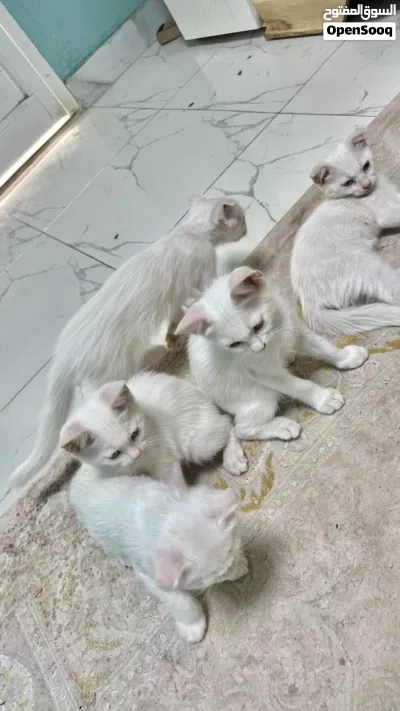 قطط سكوتش فولد بيضاء 3