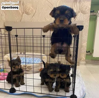 Yorkies puppies 4