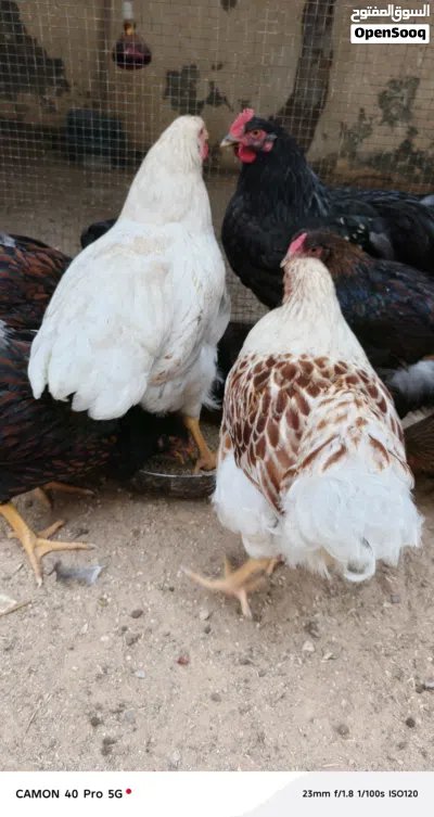 دجاج ون دوت الوان اصليات 3
