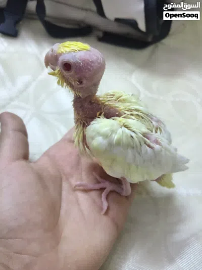 فرخ كوكتيل لاتينو للبيع 2