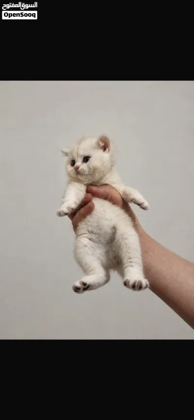 ذكر سكوتش ستريت 3