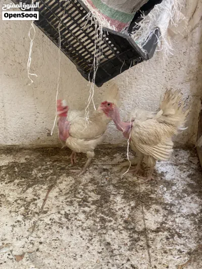 متاح دجاجتين وحده كاركه وثانيه ع وجه بياض لان توه كطعت 2