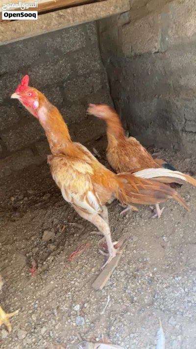 للبيع دجاج باكستاني وسمان جامبو 3